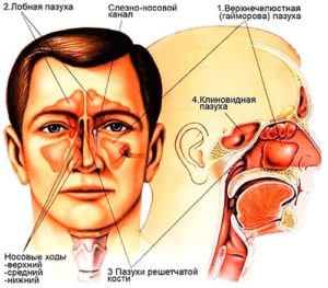 анатомия пазух носа
